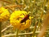 Stenurella bifasciata