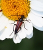 Stenurella bifasciata
