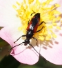 Stenurella bifasciata