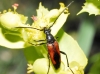 Stenurella bifasciata