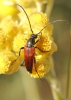 Stenurella melanura