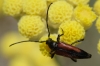 Stenurella bifasciata