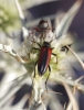 Stenurella melanura