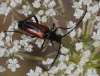 Stenurella melanura