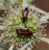 Stenurella melanura
