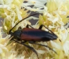 Stenurella melanura