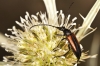 Stenurella melanura