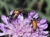 Stictoleptura stragulata y Anastrangalia