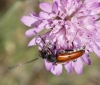 Vadonia unipunctata