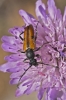 Vadonia unipunctata