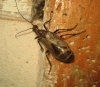 Vesperus xatarti Dufour, 1839