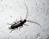 Vesperus xatarti Dufour, 1839