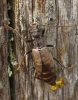 Vesperus xatarti Dufour, 1839