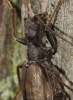 Vesperus xatarti Dufour, 1839