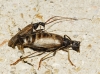 Vesperus xatarti Dufour, 1839