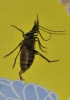 Vesperus xatarti Dufour, 1839