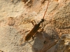 Vesperus cf. xatarti Dufour, 1839