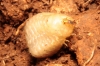 Vesperus sp.  larva