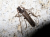 Vesperus xatarti