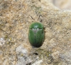 Cassida sp.