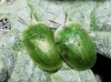 Cassida sp.