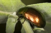 Chrysolina herbacea (Duftschmid, 1825)