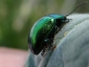 Chrysolina herbacea (Duftschmid, 1825)