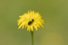 Chrysolina sp.