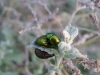 Chrysolina viridana (Kster, 1844)