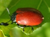 Chrysomela (Chrysomela) populi Linnaeus, 1758