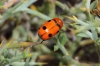 Cryptocephalus pominorum Burlini, 1955