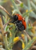 Cryptocephalus pominorum Burlini, 1955