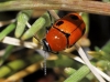 Cryptocephalus pominorum Burlini, 1955