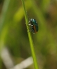 Cryptocephalus ramburi Suffrian, 1847