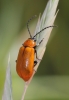 Exosoma lusitanicum (Linnaeus, 1767)