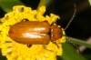 Exosoma lusitanicum (Linnaeus, 1767)