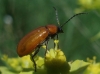 Exosoma lusitanicum (Linnaeus, 1767)