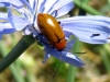 Exosoma lusitanicum (Linnaeus, 1767)