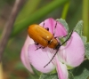 Exosoma lusitanicum (Linnaeus, 1767)