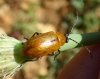 Exosoma lusitanicum (Linnaeus, 1767)