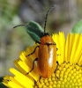 Exosoma lusitanicum (Linnaeus, 1767)