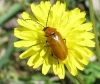 Exosoma lusitanicum (Linnaeus, 1767)