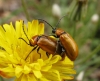 Exosoma lusitanicum (Linneo, 1767)