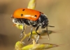 Lachnaia pubescens