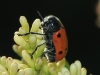 Lachnaia pubescens