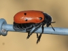 Lachnaia pubescens