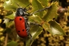 Lachnaia pubescens