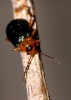 Oulema ssp