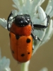 Tituboea sexmaculata (Fabricius, 1781)