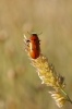 Tituboea sexmaculata Tituboea sexmaculata